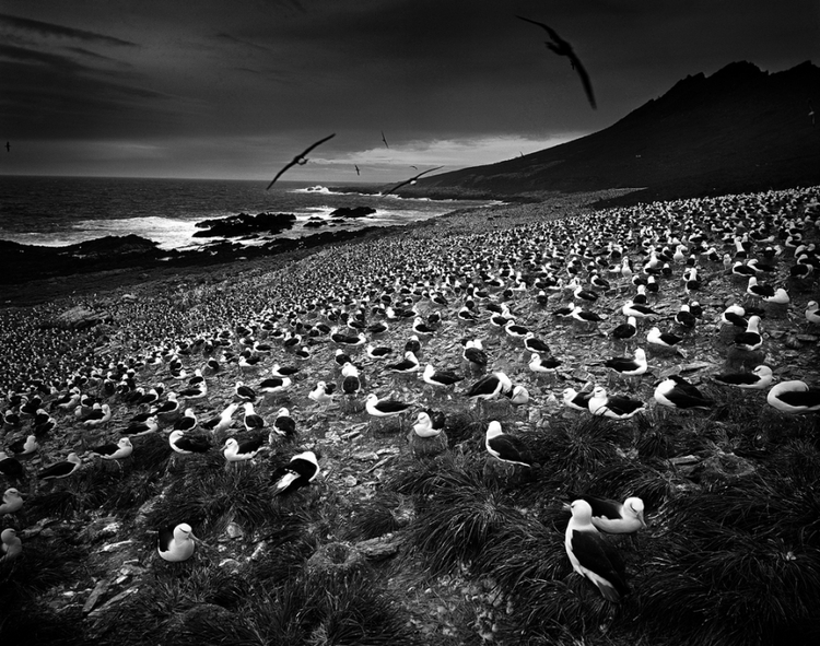 Na Georgię Południową dostaniemy się wyłącznie drogą morską, płynąc z Falklandów. Odizolowana od aktywności ekonomicznej i masowej turystyki, stała się rajem dla wielu gatunków ptaków."Bird's Paradise", II miejsce w kategorii "Dzika natura", kategoria profesjonalna; fot. Tomasz Gudzowaty